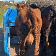 فروش دوتا گاو