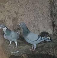 کفتر مسافتی اصل