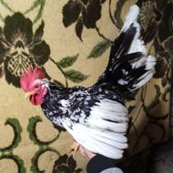 جوجه خروس جاپینز مینیاتوری