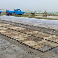 پخش برنج طارم هاشمی درجه یک