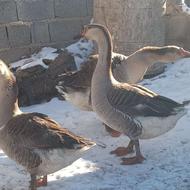 فروش‌غازی‌اوکرانی