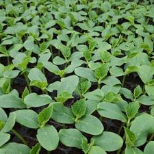 بانک نشاء خیار