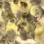 50قطعه جوجه غاز محلی واکراینی