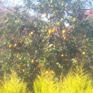 پرتغال به شرط عالی شیرین یه دست