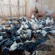 کفتر یک پرشی