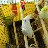 طوطی عروس هلندی البینو