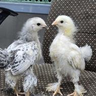 جوجه برهما لایت و پاتریچ اصیل وارداتی