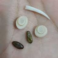 مهره مار اصلی