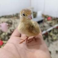 بلدرچین 3روزه