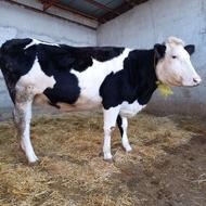 فروش گاو سیمنتال آبستن 6 ماهه شکم 2