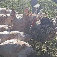 ‌فروش‌بوقلمون‌محلی‌نر‌وماده‌