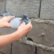 کبوتر پرشی نر ولاری