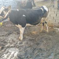 گاو شیری جوان