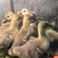 25 عدد غاز 10 روز نژاد سنگین دورگ نوک سیاه