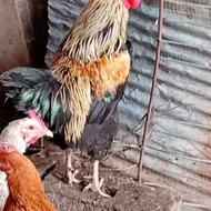 فروش مرغ خروس