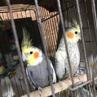 طوطی عروس دم تخم مه