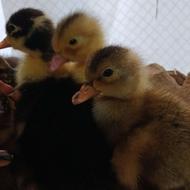 جوجه اردک محلی