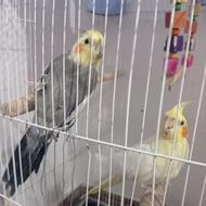 عروس هلندی قناری