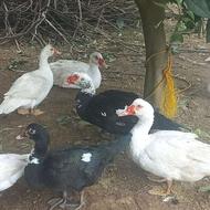 فروش تعدادی اردک روسی و خروس محلی بالغ