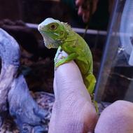 رنگ سبز قرمز ایگوانا