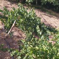 ریشه مو دوساله درجه 1 انگور رشه،سردشت