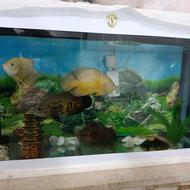 ماهی و آکواریوم