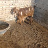 بز دوقلوزا گوسفند