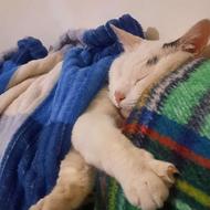 واگذاری گربه ترکیش یک ساله نر