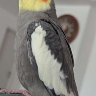 طوطی عروس هلندی