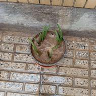 دو کوزه برگ آلوورا