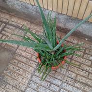 یک کوزه برگ آلوورا