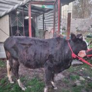 گوساله ماده چالوسی