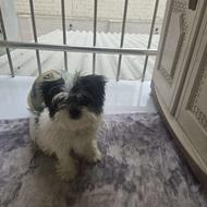 .واگذاری سگ