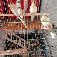 عروس هلندی بازیگوش