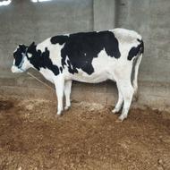 گاو آبستن هفت ماه