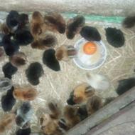 جوجه مرغ سالم و سرحال