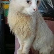 فروش گربه نژاد دار فقط هزینه ای ک برای داروهاش کردم و میگیرم