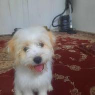 واگذاری سگ ماده