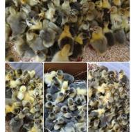 تولید جوجه های یک الی 4روزه