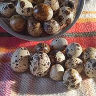 تخم نطفه دار و‌خوراکی بلدرچین