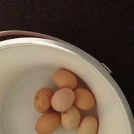 تخم‌مرغ‌نطفع