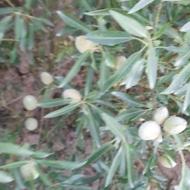 گردو خوشه ای کاغذی وبادام شکوفه آذری2 و3ساله صددرصدضمانتی