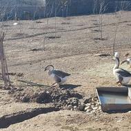 قو غاز تخم گذار