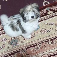 سگ شیتزو عروسکی واگذاری