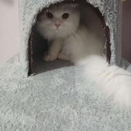 گربه پرشین اصیل