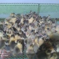 جوجه محلی دورگه دوروزه تعدادبالا