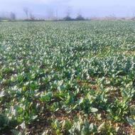 فروش اسفناج