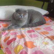 اسکاتیش بلو نر