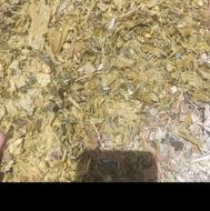 علوفه ذرت تفاله چغندر