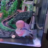 ماهی فلاور هورن